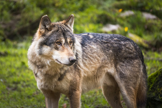 loup des Carpates - chien loup tchèque