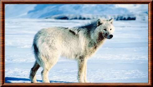 Loup européen lignée sibérienne pour créer le chien loup de saarloos