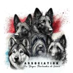 Association Bergers Néerlandais de France ABNF