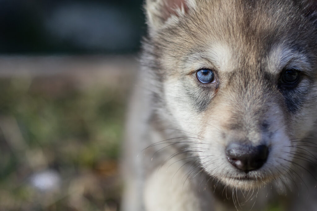 Chiot chien loup de saarloos 5 semaines