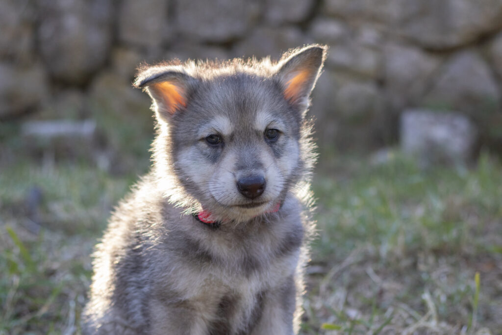 chien loup de saarloos 5 semaines 