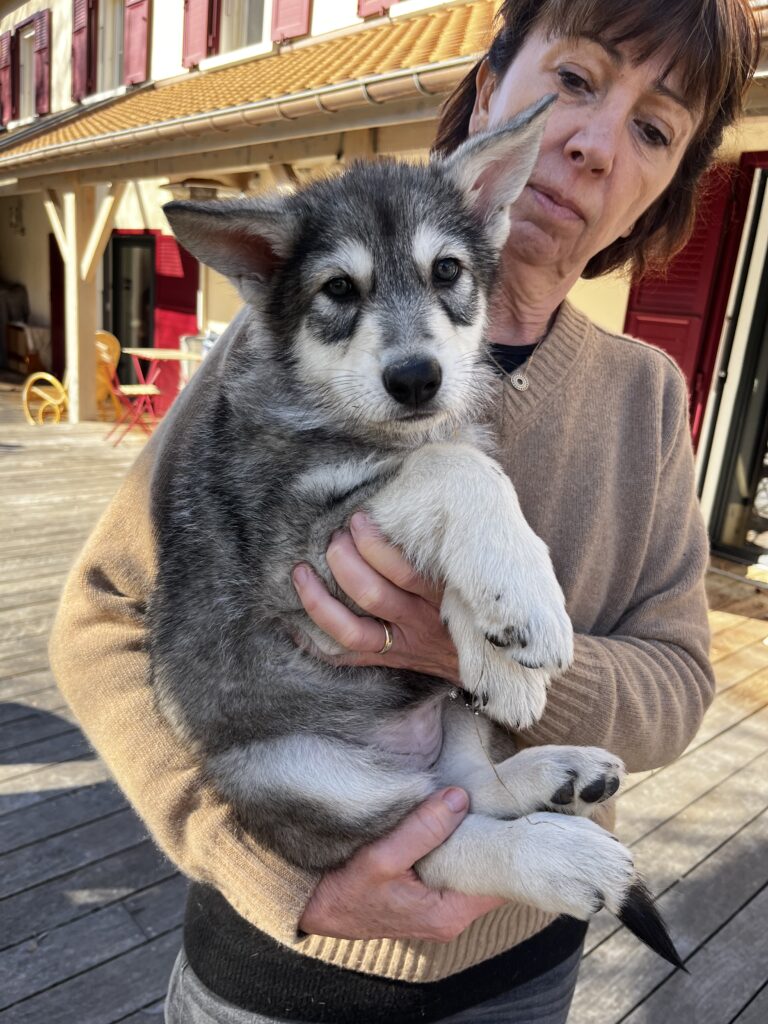 Chiot saarloos 
