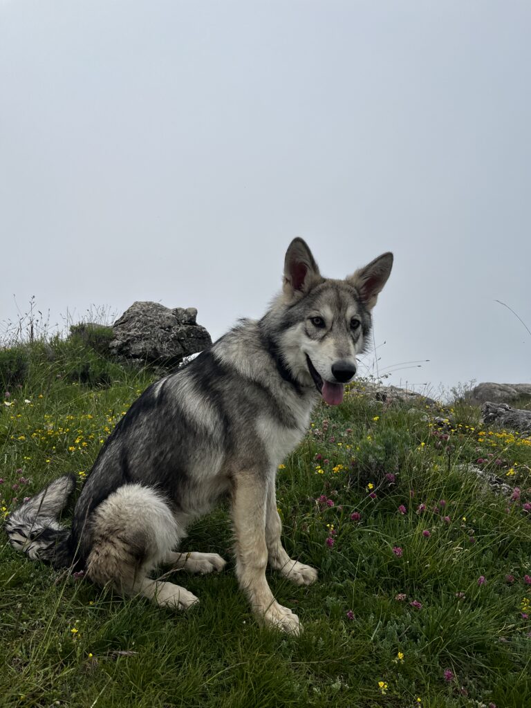 Chiot Saarloos 5 mois