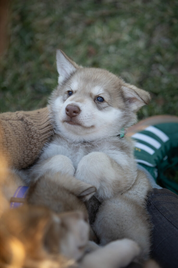 chiot saarloos brun de foret 