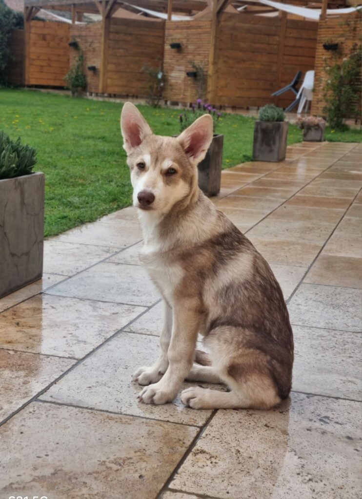 Chiot Saarloos 4 mois 